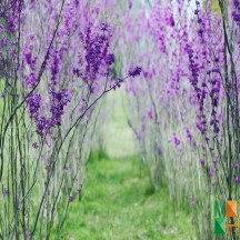 Tranh dán tường Hàn Quốc 3d khổ lớn tại Hà Nội NA - 255